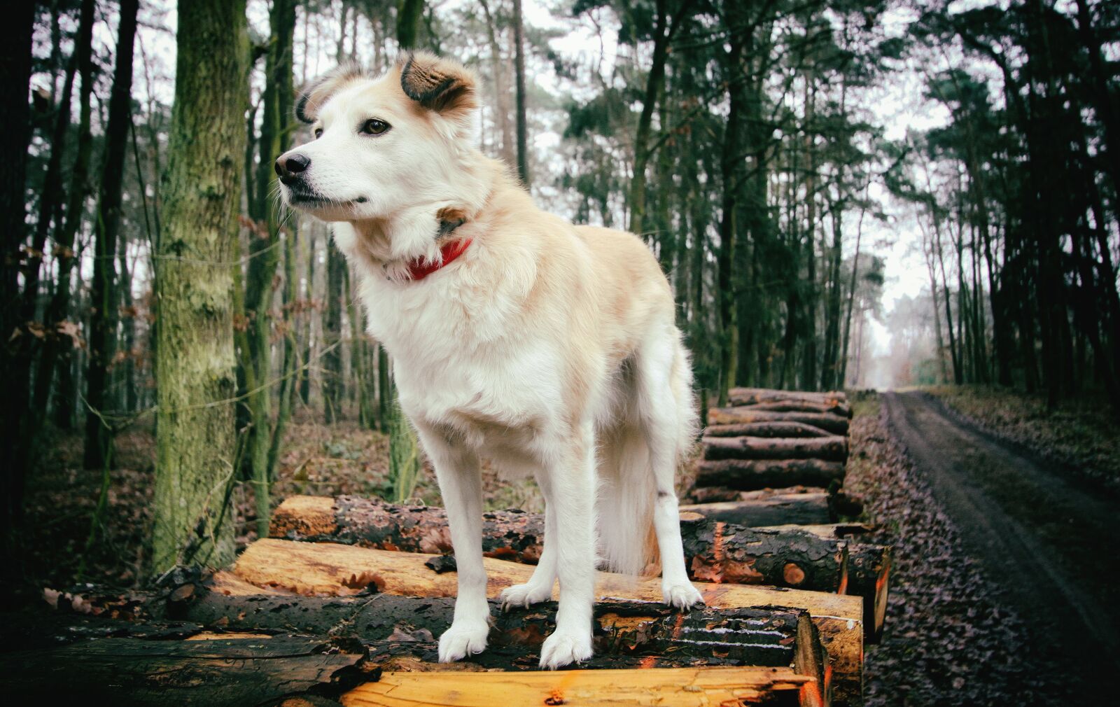 Canon EOS 50D + Canon EF-S 10-22mm F3.5-4.5 USM sample photo. Dog, forest, animal photography