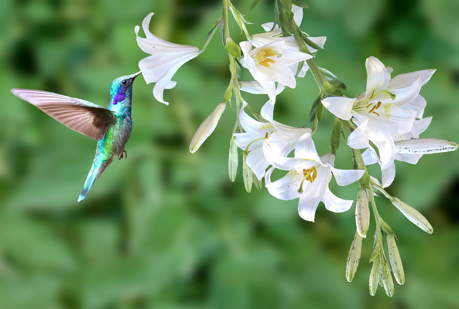 Xiaomi Redmi Note 6 Pro sample photo. Hummingbird, bird, spring photography