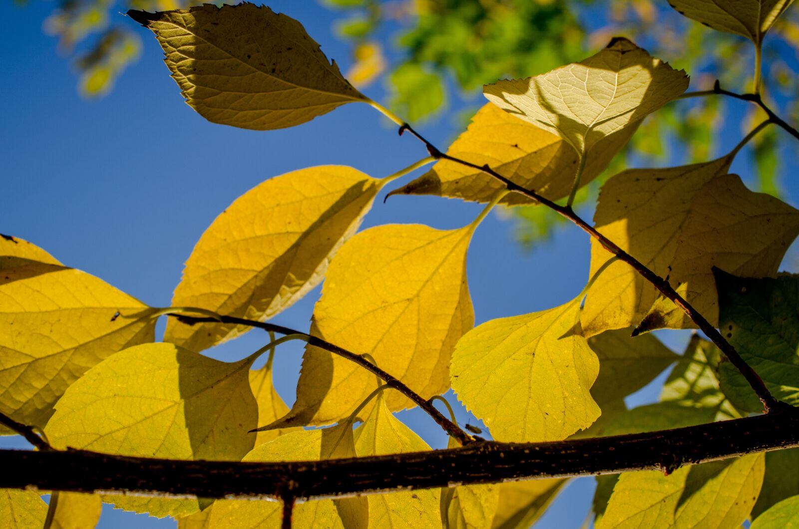 Nikon D5100 sample photo. Autumn, foliage, yellow photography