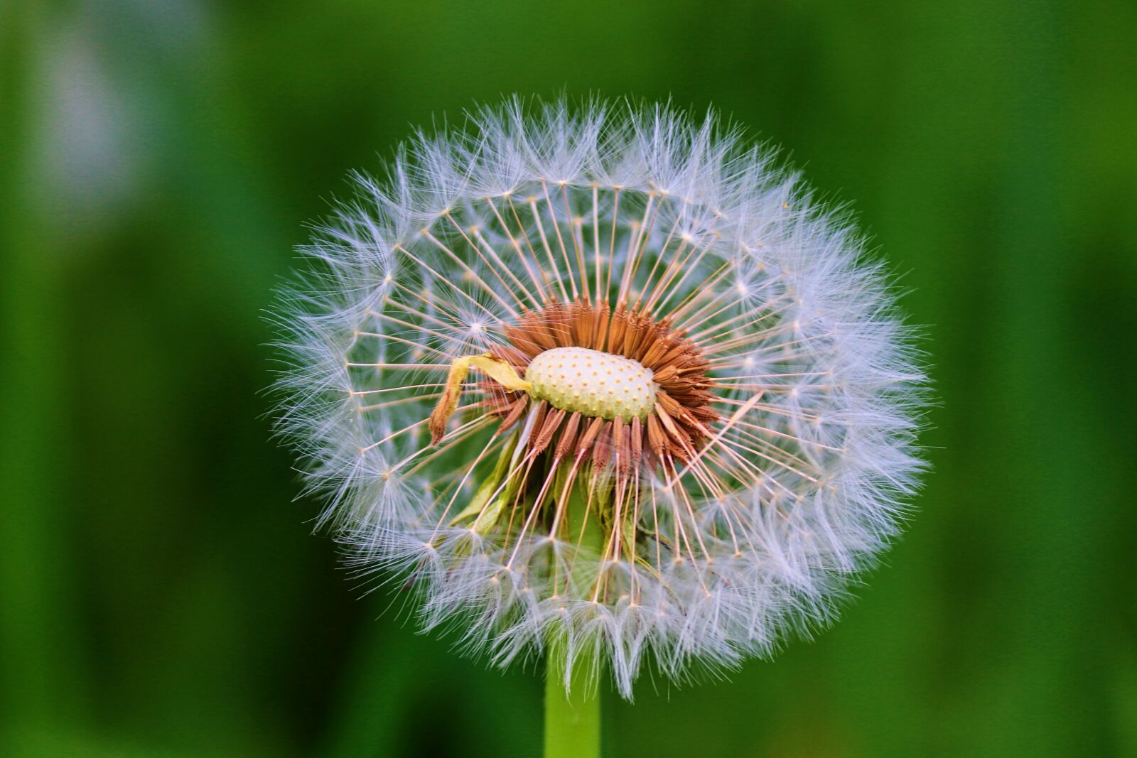 Canon EOS 200D (EOS Rebel SL2 / EOS Kiss X9) sample photo. Dandelion, individually, faded photography