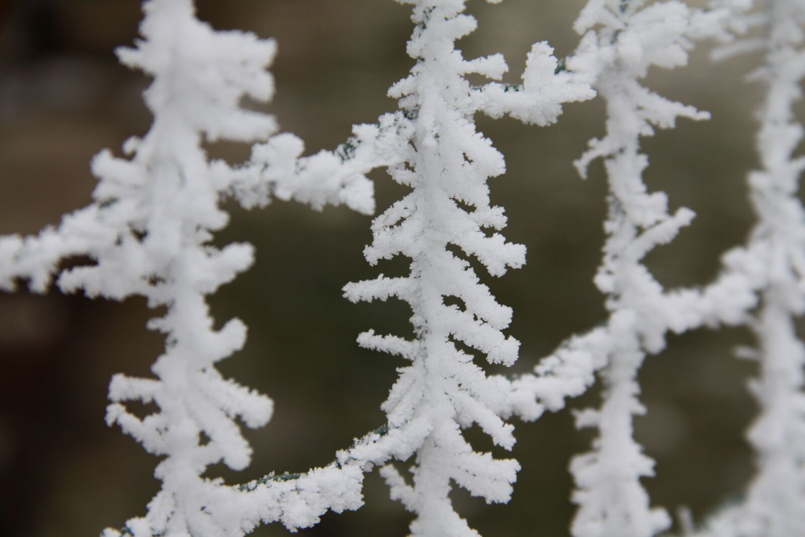 Canon EOS 450D (EOS Rebel XSi / EOS Kiss X2) sample photo. Winter, snow, icing photography