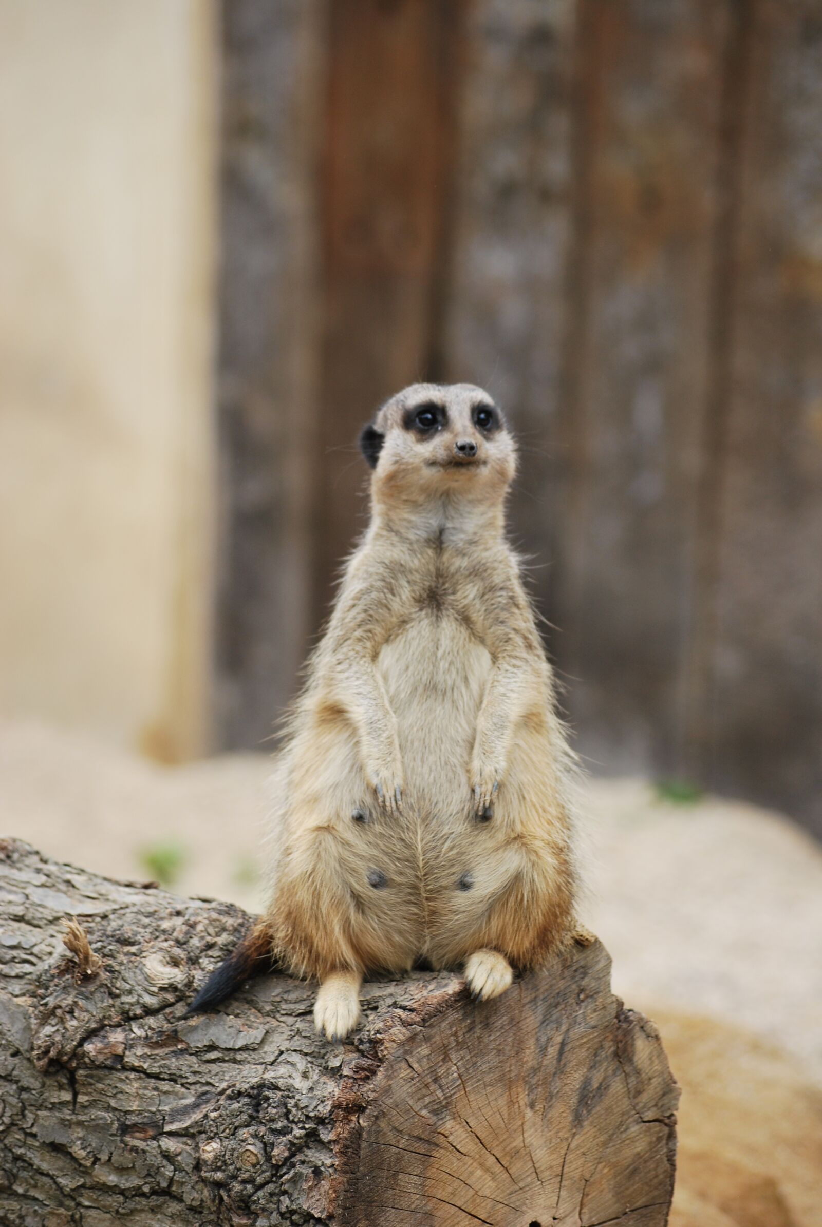 Nikon D60 sample photo. Animal, wildlife, mammal photography