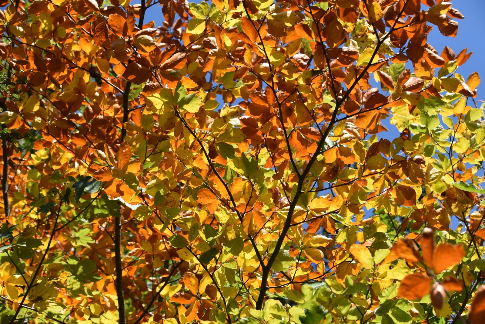 Nikon D5600 sample photo. Leaves, colors fall, nature photography