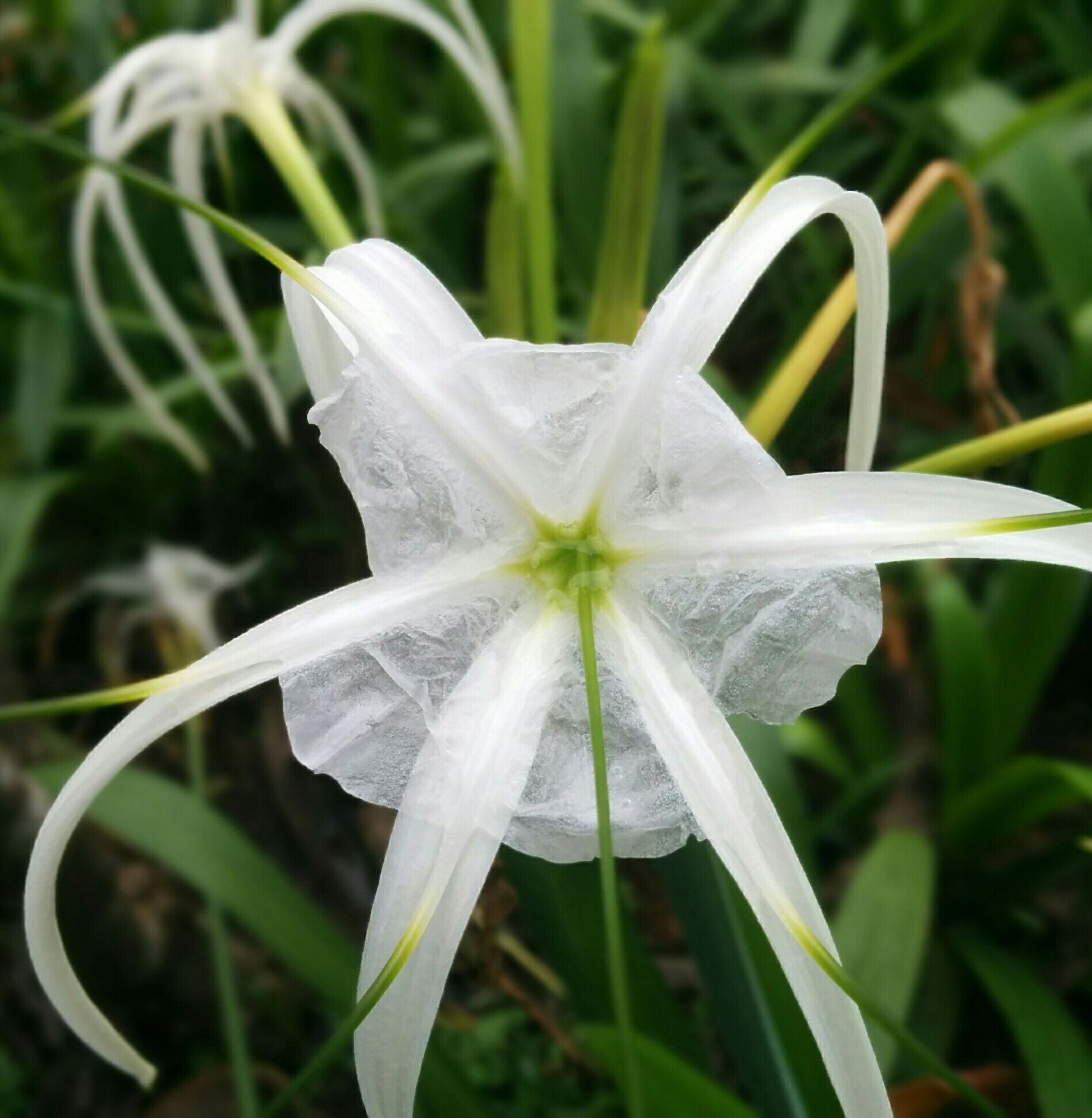 LG Nexus 5 sample photo. White, flowers photography
