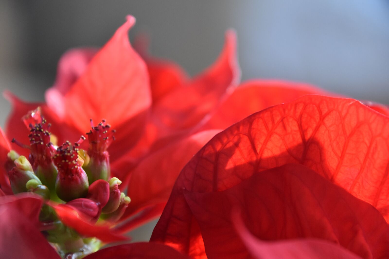 Nikon D5600 sample photo. Poinsettia, plant, christmas photography