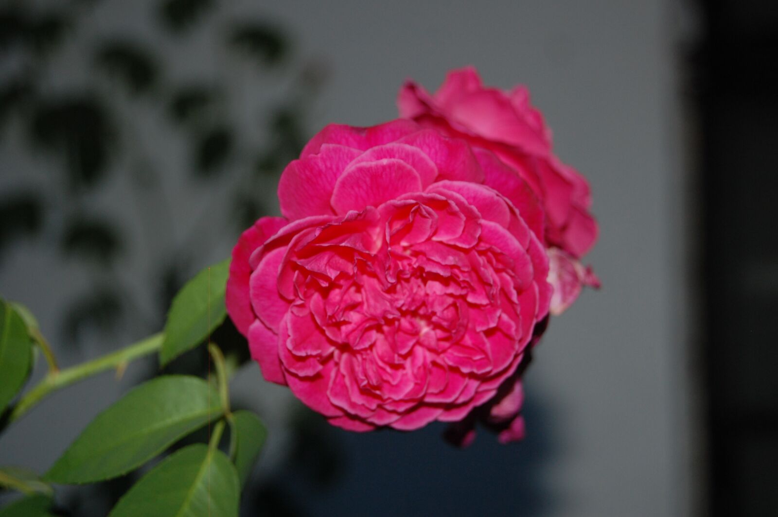 Nikon D40 sample photo. Flowers, nature, rose photography