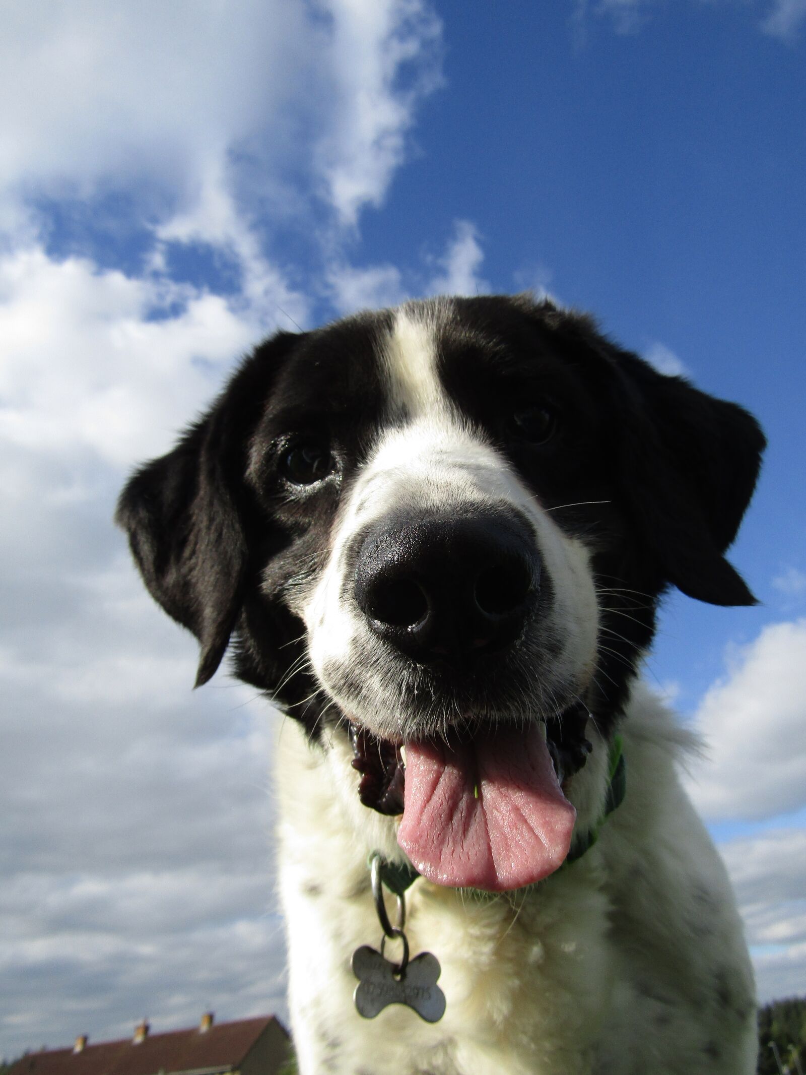 Canon PowerShot SX410 IS sample photo. Dog, happy, happy dog photography