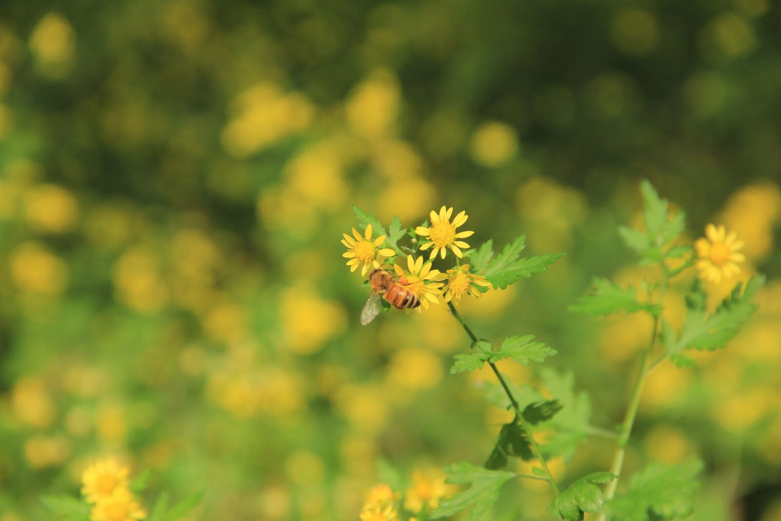 Canon EOS 60D sample photo. Chrysanthemum, yellow, bee photography