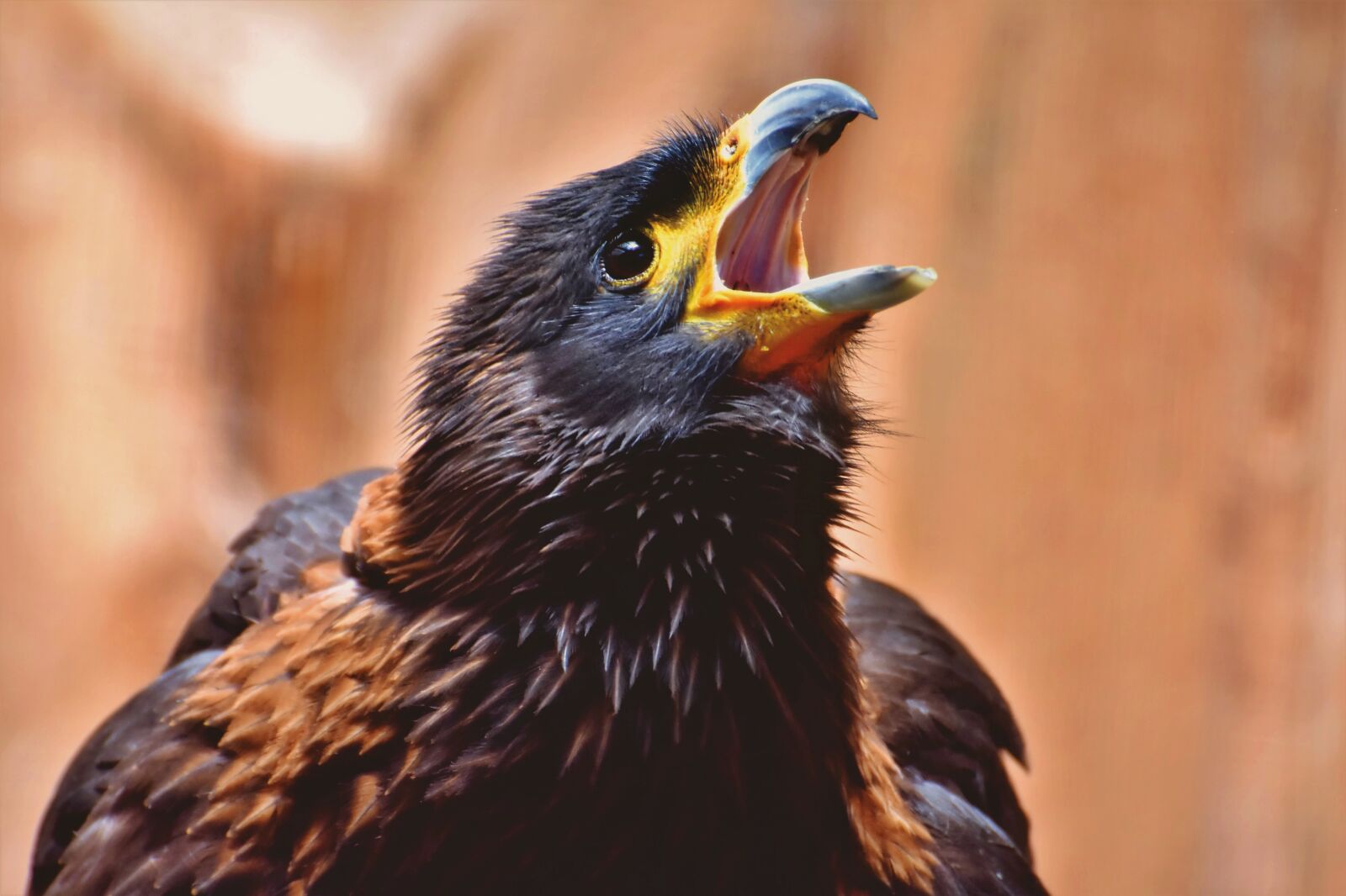 Nikon D7200 sample photo. Buzzard, harris hawk, raptor photography