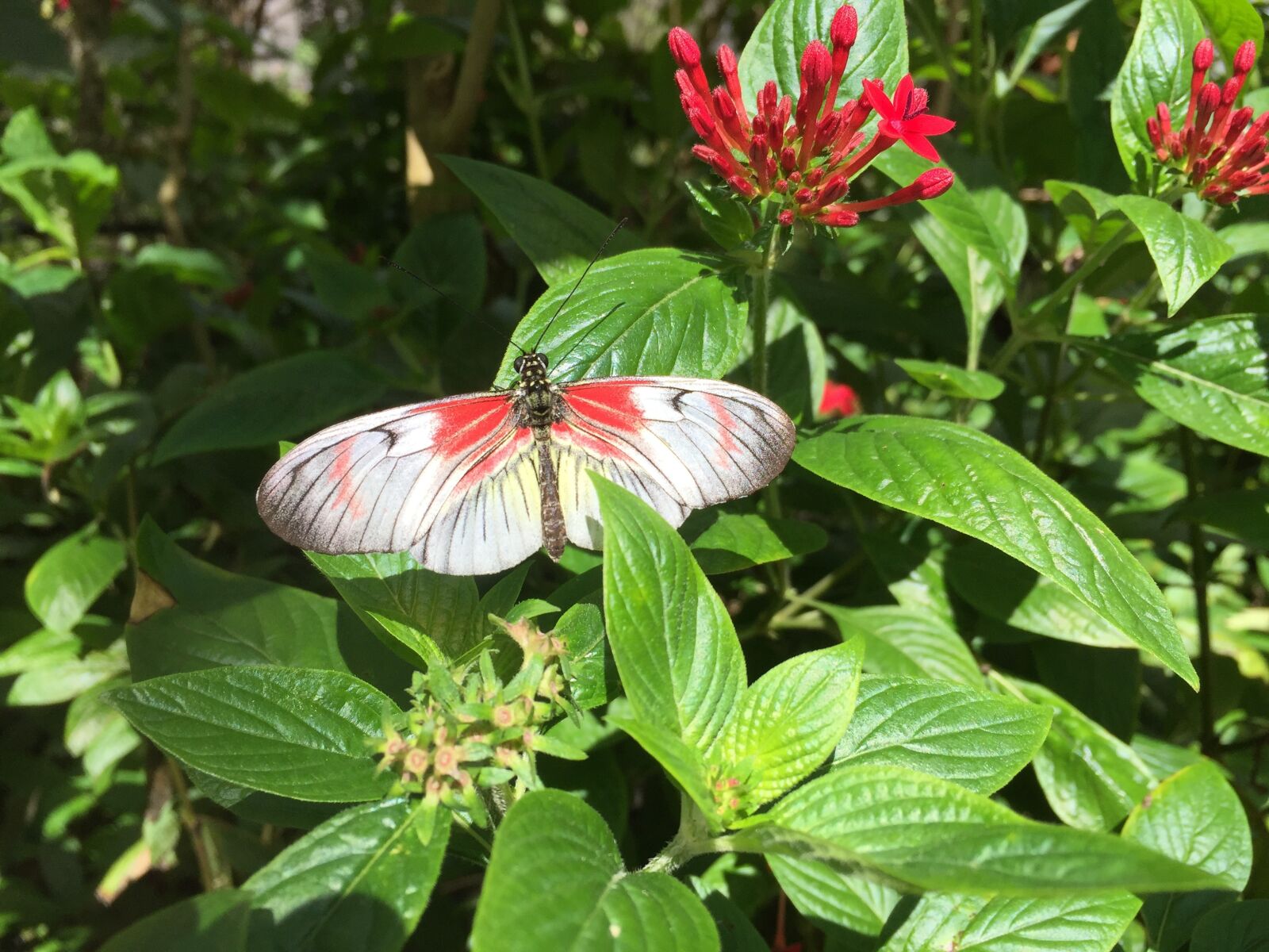 Apple iPhone 6 sample photo. Butterfly, white, red photography