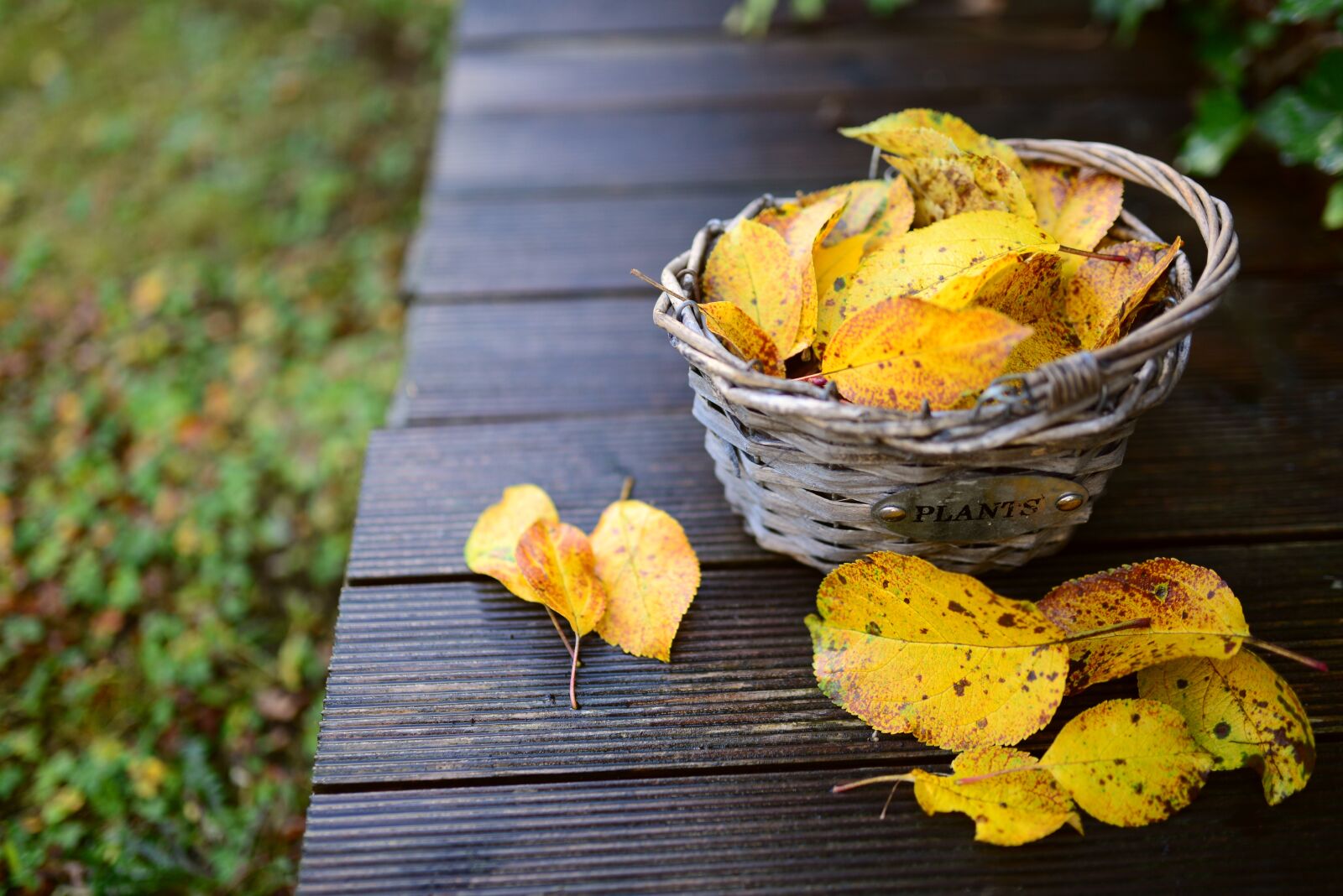 Nikon D610 sample photo. Leaves, autumn, fall leaves photography