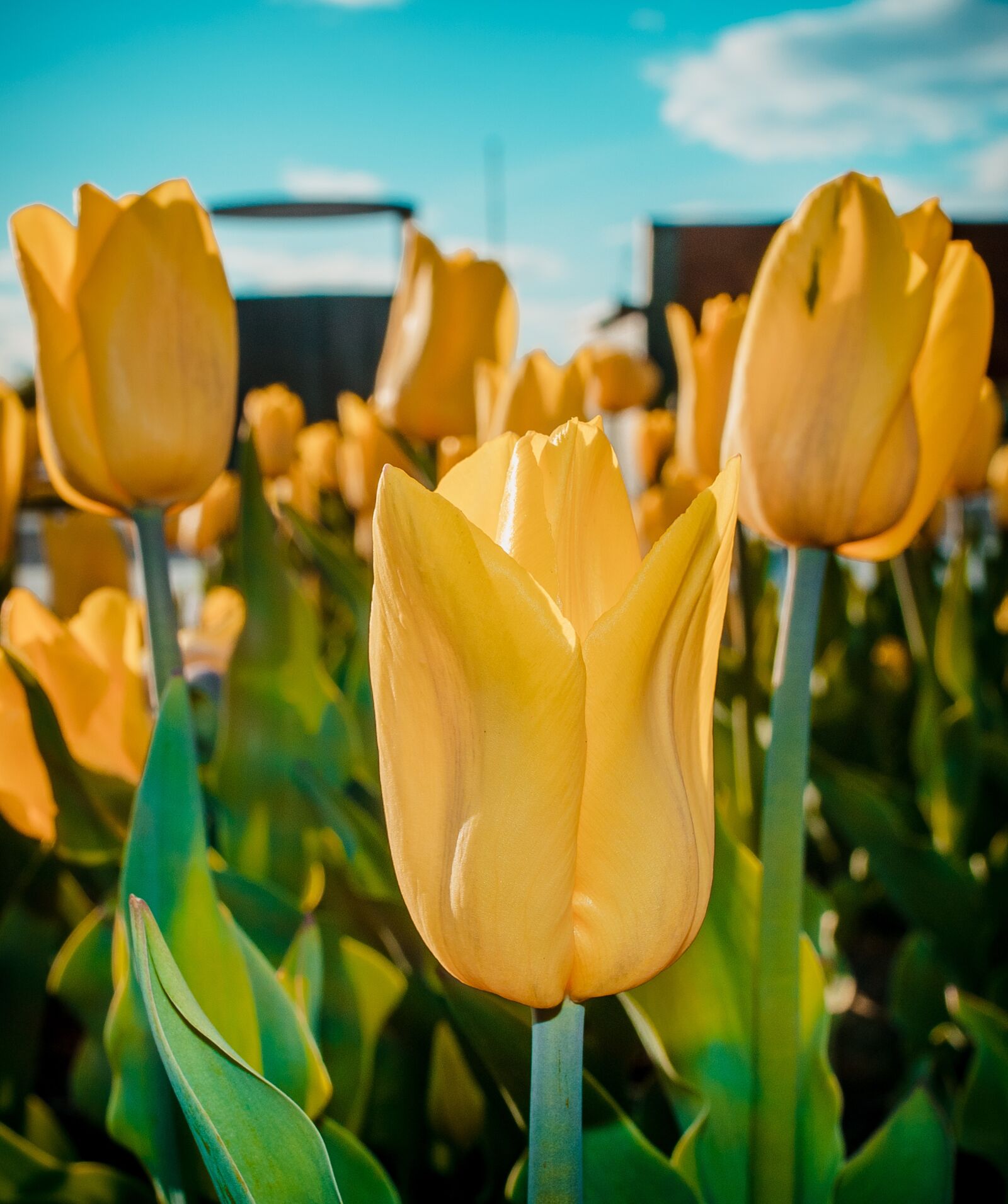 Nikon D3300 sample photo. Flowers, tulip, sky photography