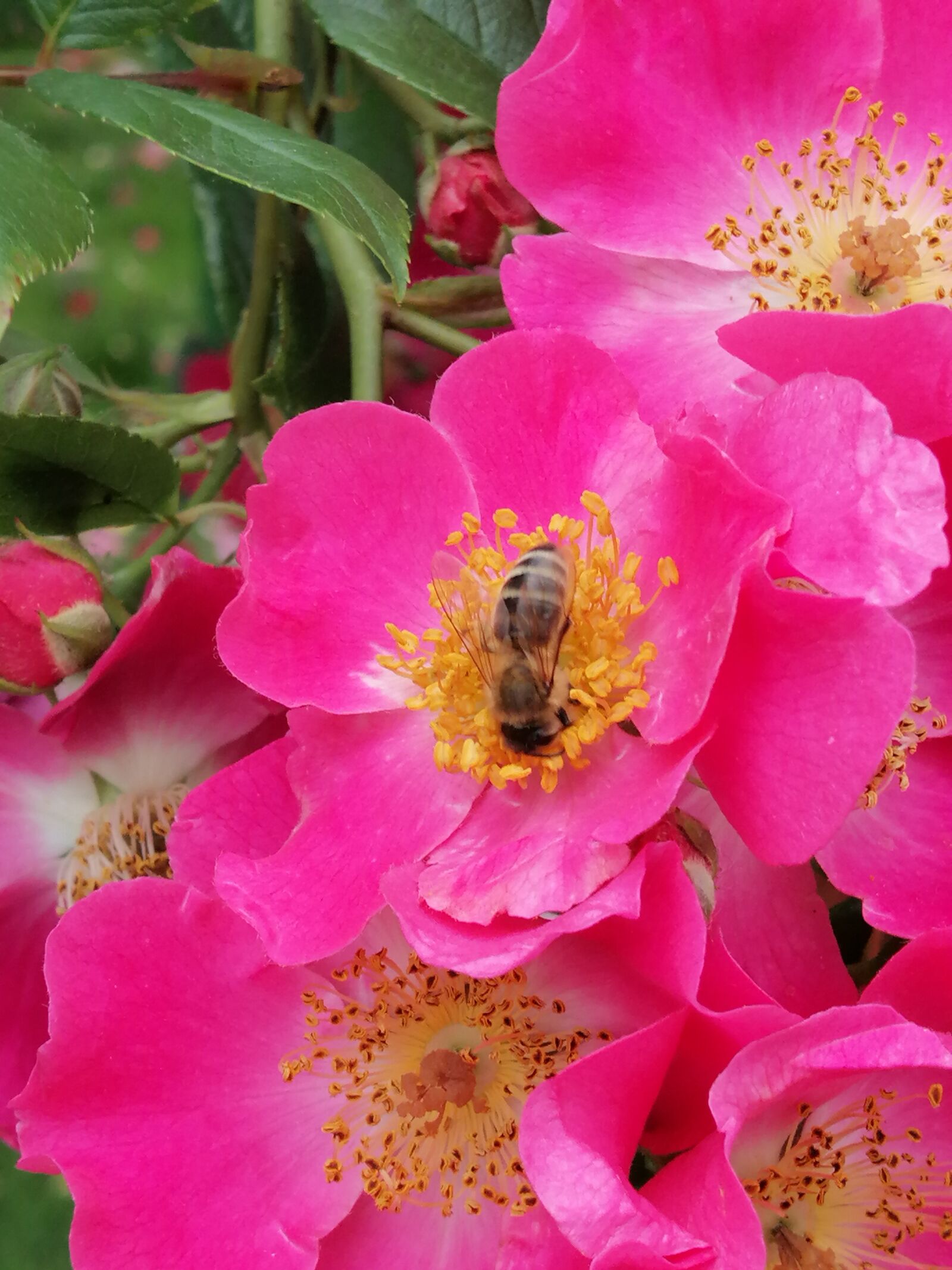 HUAWEI SNE-LX1 sample photo. Insect, bees, bee photography