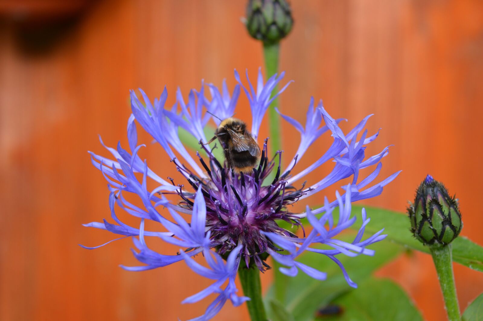 Nikon D3200 sample photo. Flower, blue, nature photography