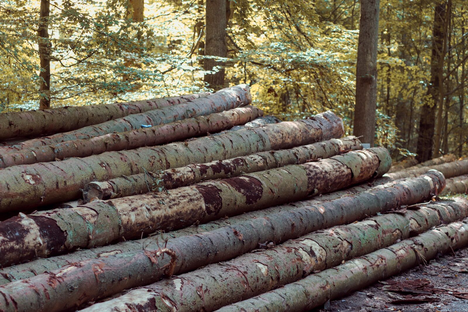 Canon EOS 200D (EOS Rebel SL2 / EOS Kiss X9) sample photo. Tree trunks, wood, forest photography