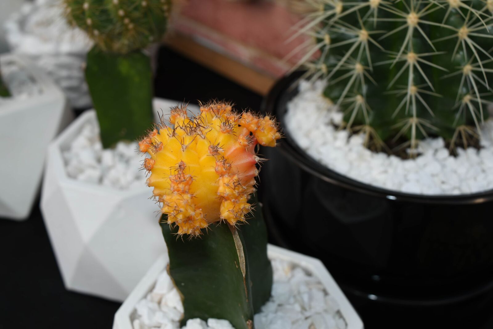 Nikon D5500 sample photo. Desert, flower, succulent, cactus photography