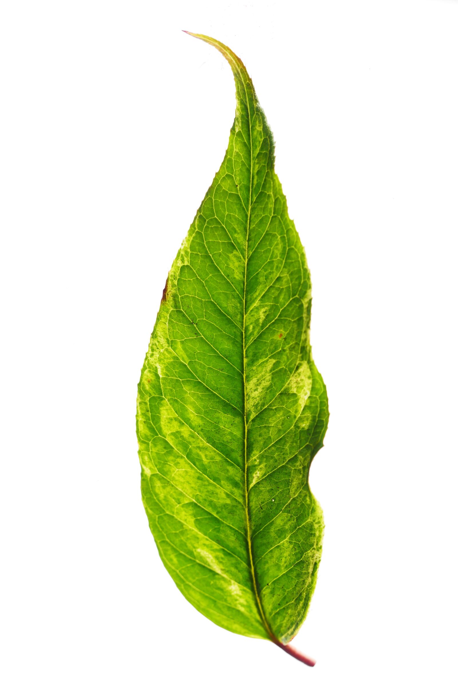 Panasonic Lumix DMC-GH4 sample photo. Leaf, nature, growth photography