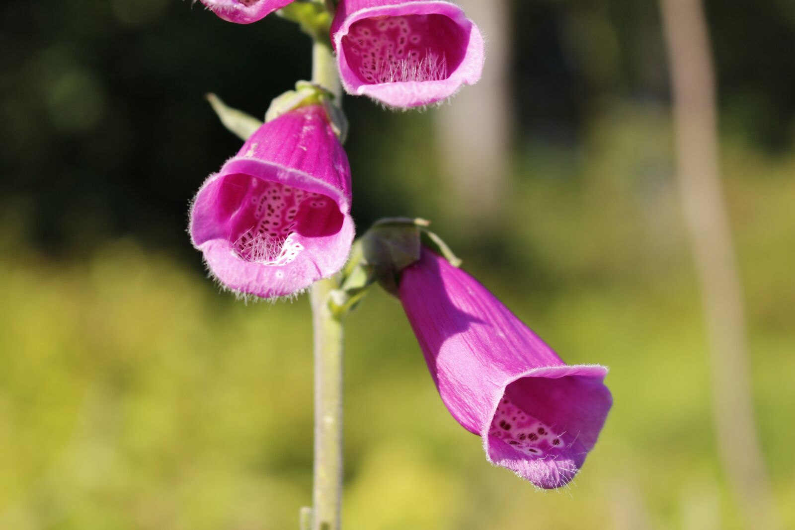 Canon EOS 700D (EOS Rebel T5i / EOS Kiss X7i) sample photo. Belle, flower, purple photography