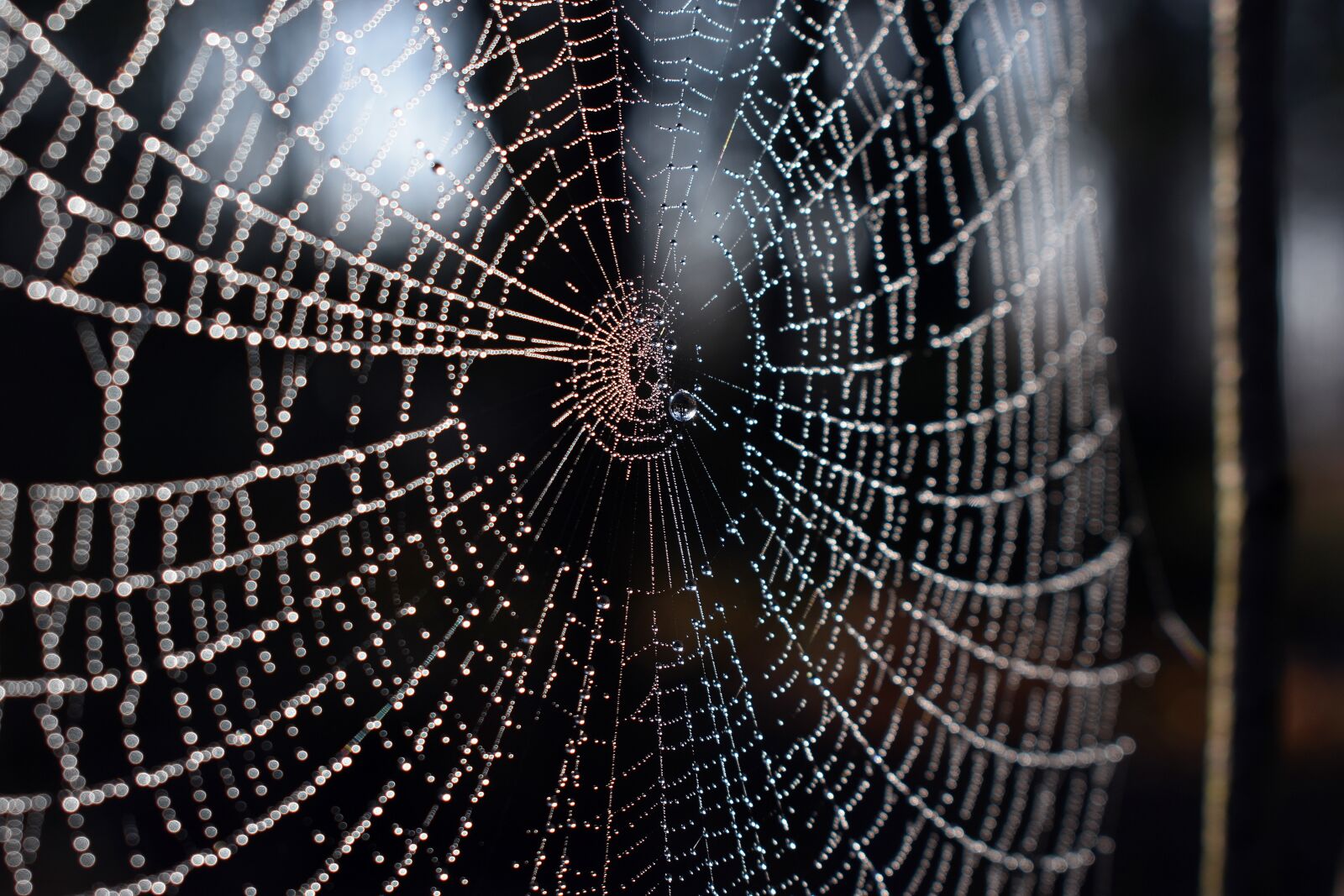 Nikon D3400 sample photo. Cobweb, spider, cobwebs photography