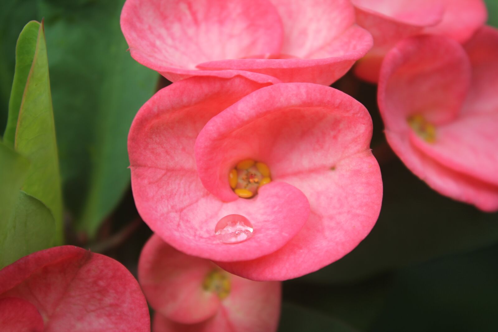 Canon EOS 1100D (EOS Rebel T3 / EOS Kiss X50) sample photo. Drop, water, jarabacoa photography
