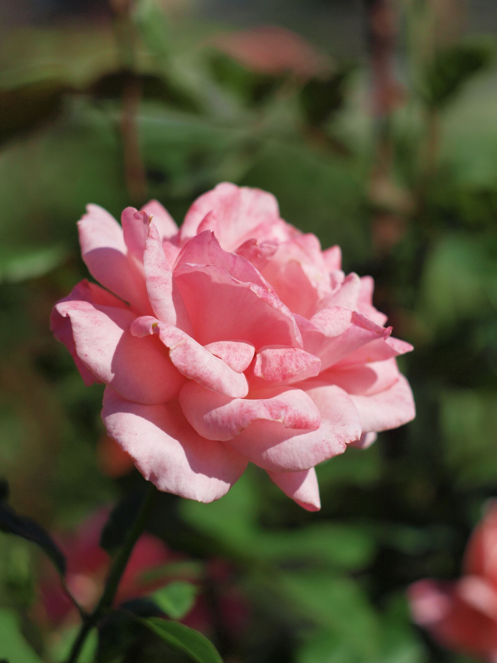 Olympus E-420 (EVOLT E-420) sample photo. Flower, rose, pink photography