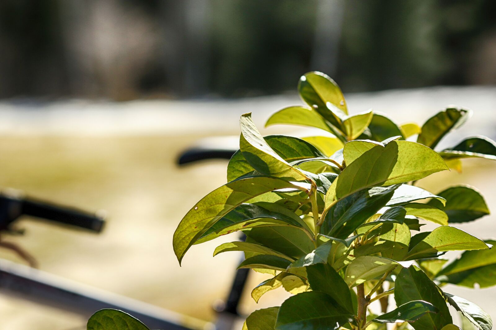 Canon EOS 7D Mark II + Canon EF 135mm F2L USM sample photo. Leaf, flora, nature photography