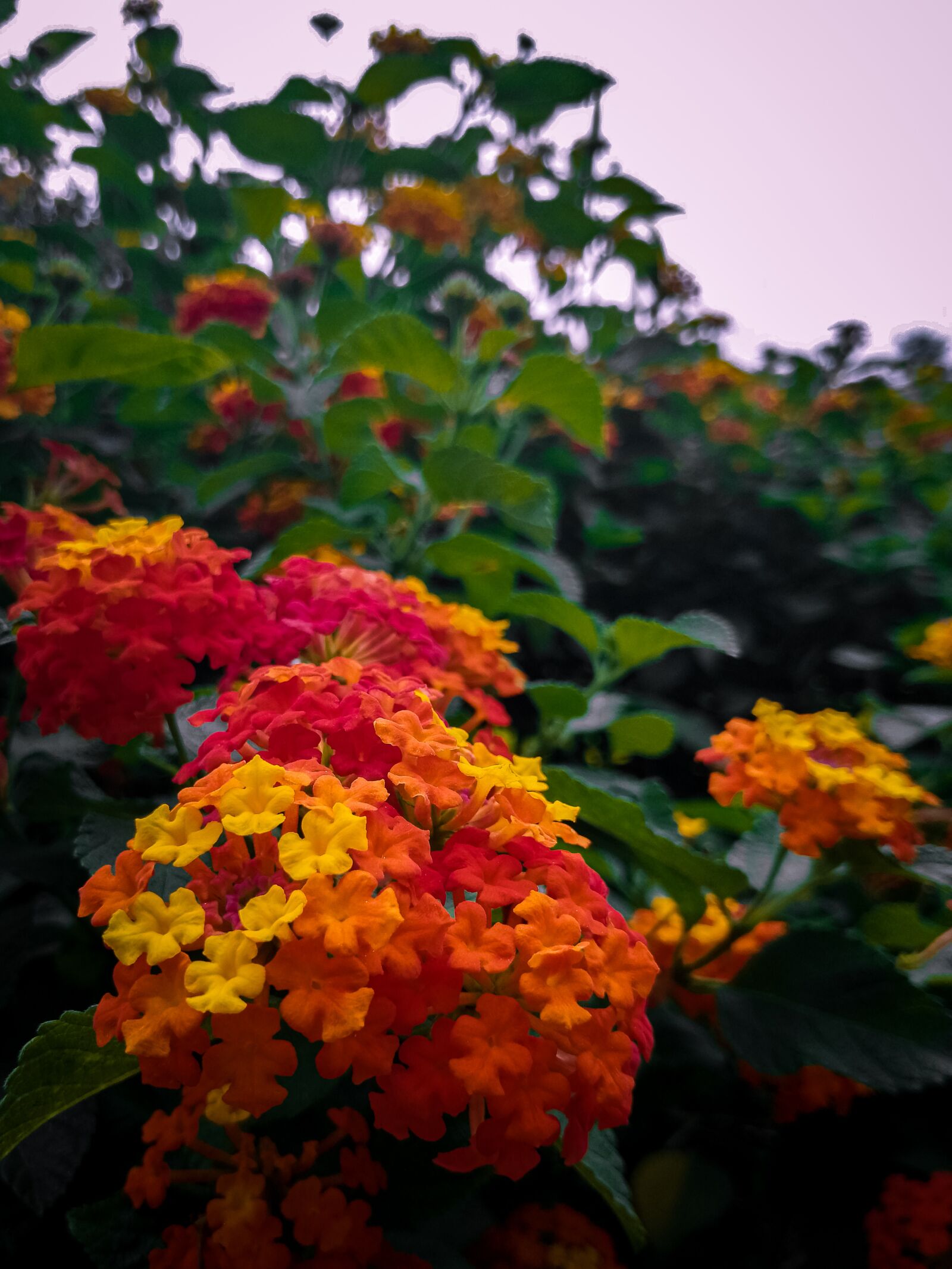 HUAWEI SNE-LX3 sample photo. Lantana camera, flowers, five photography