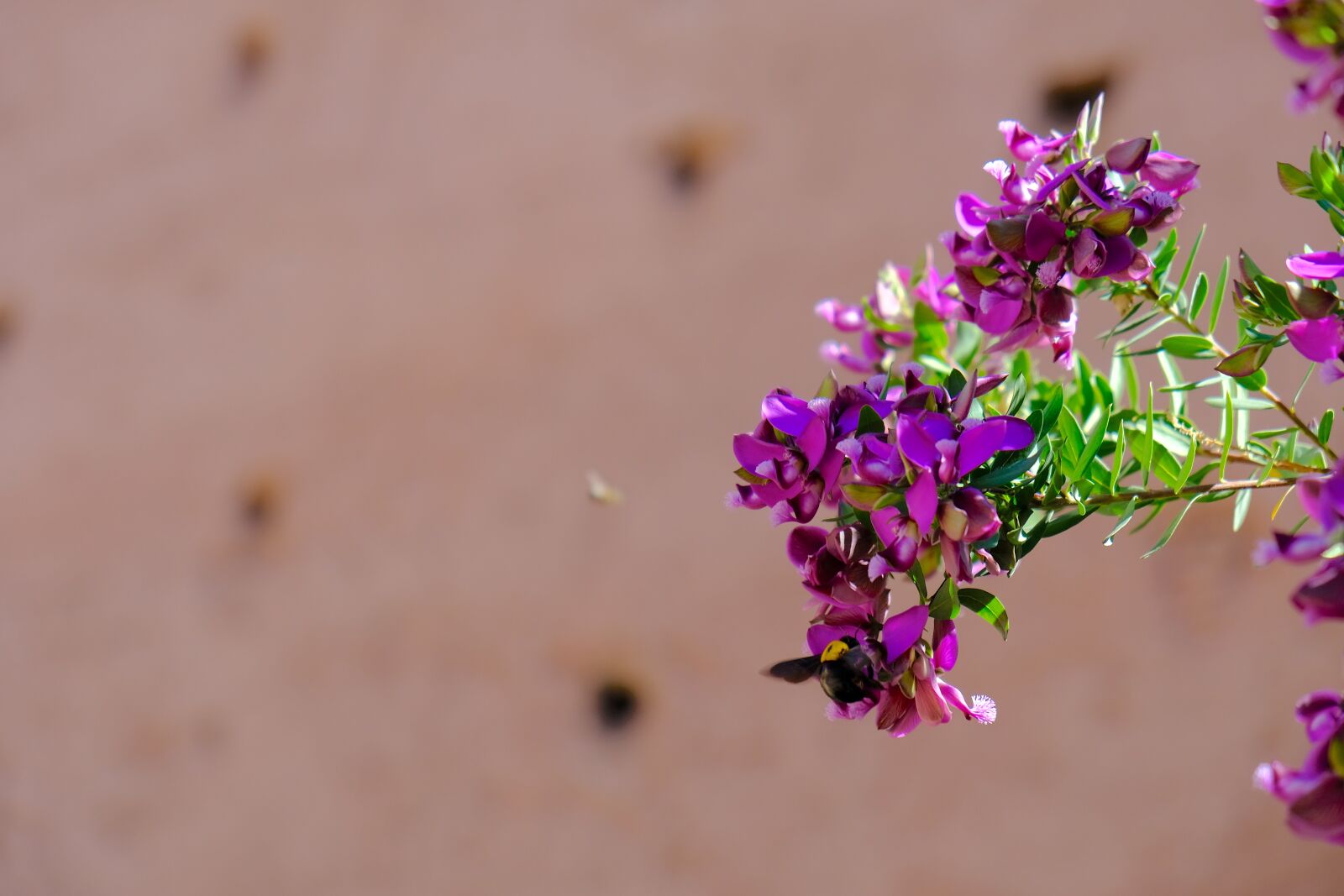 Fujifilm X-T2 sample photo. Bee, bumblebee, honeybee photography