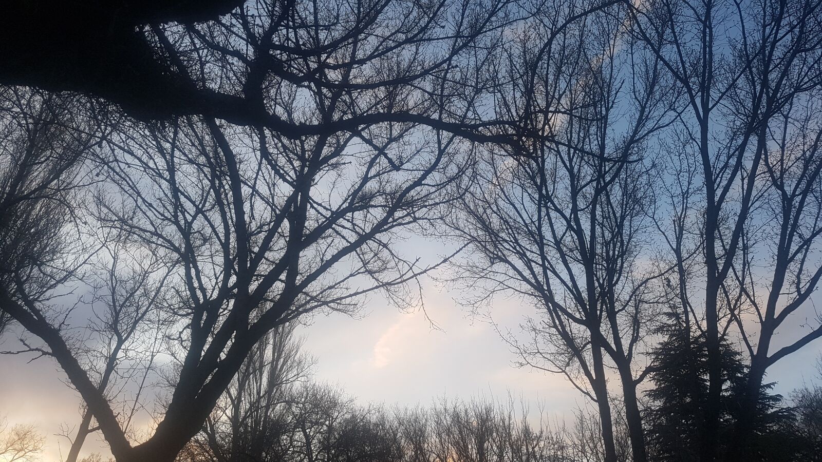 Samsung Galaxy S7 Edge sample photo. Tree, solar, in the photography