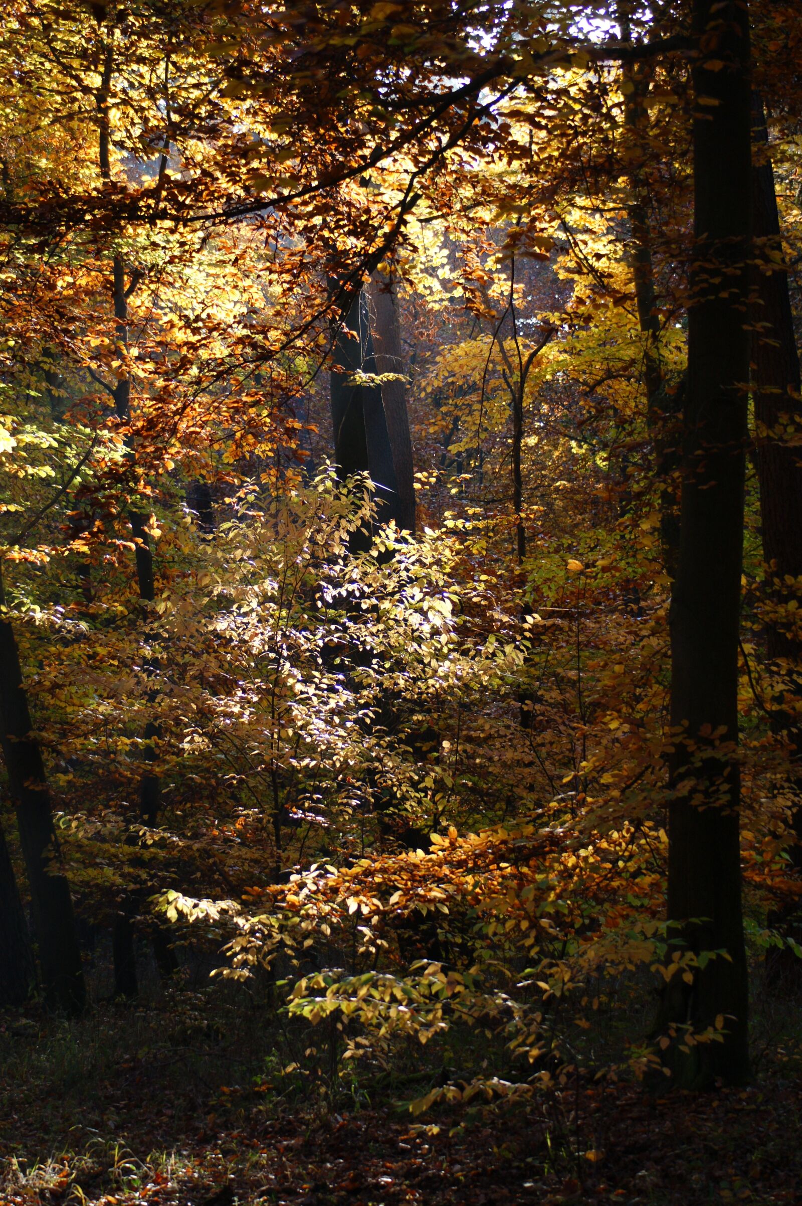 Sony Alpha DSLR-A390 sample photo. Autumn, forest, trees photography