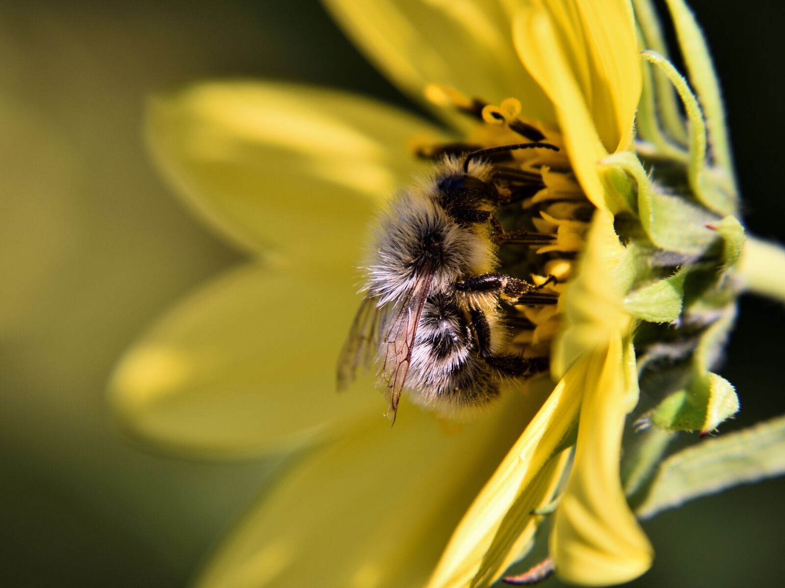 Nikon D5500 sample photo. Bee, blossom, bloom photography