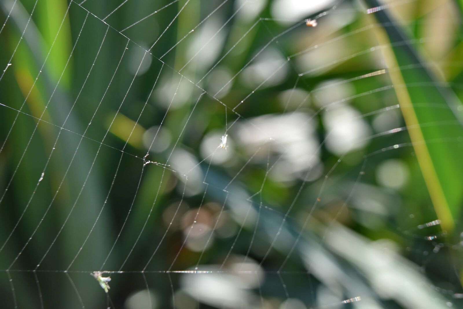 Nikon D5500 sample photo. Cobweb, blur, trap, spider photography