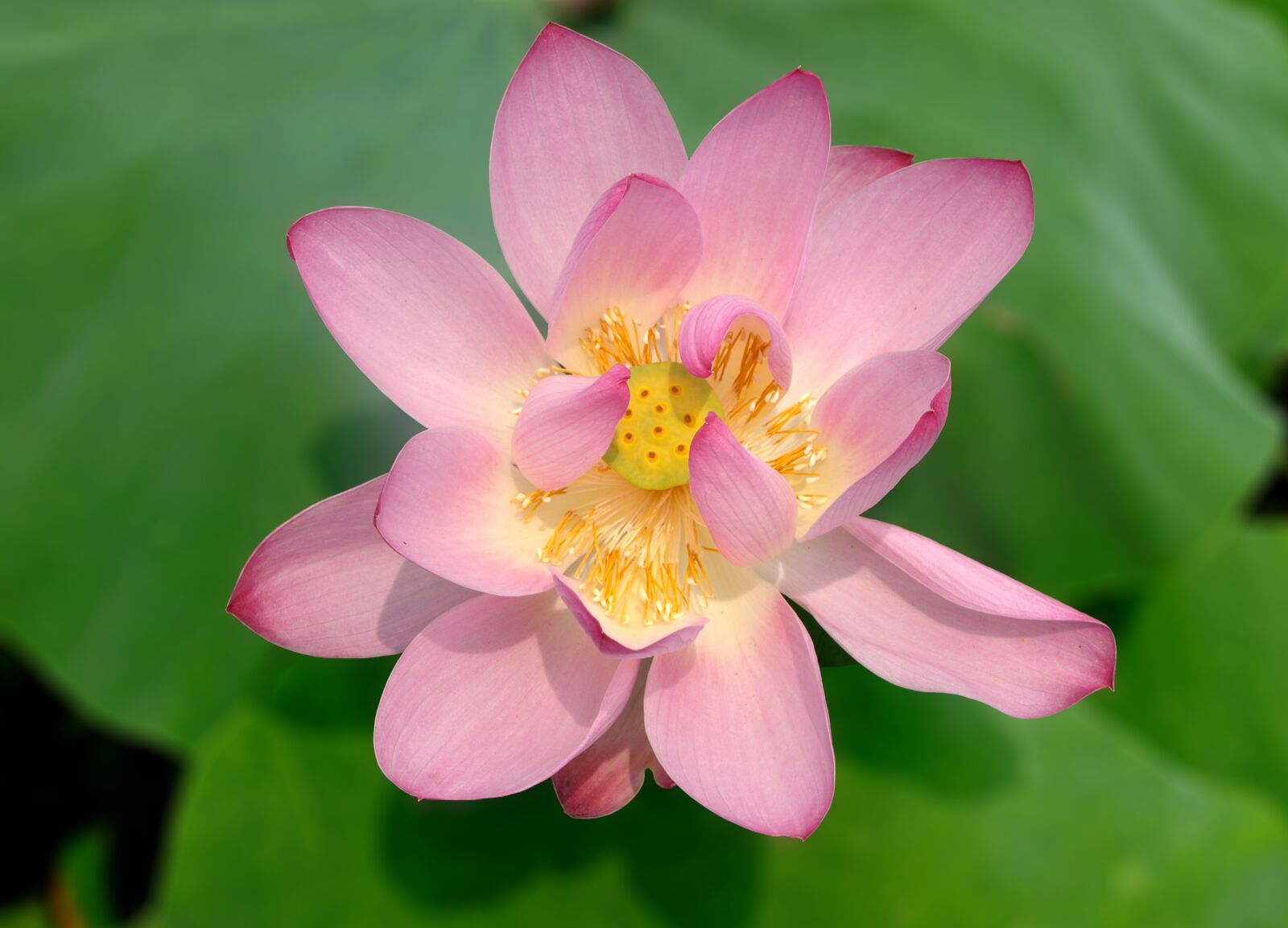 Olympus E-410 (EVOLT E-410) sample photo. Lotus, pink, pond photography