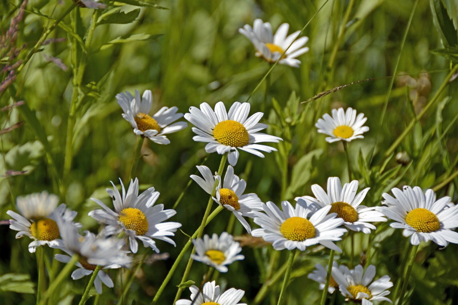 Nikon D7100 sample photo. Marguerite, flower, blossom photography
