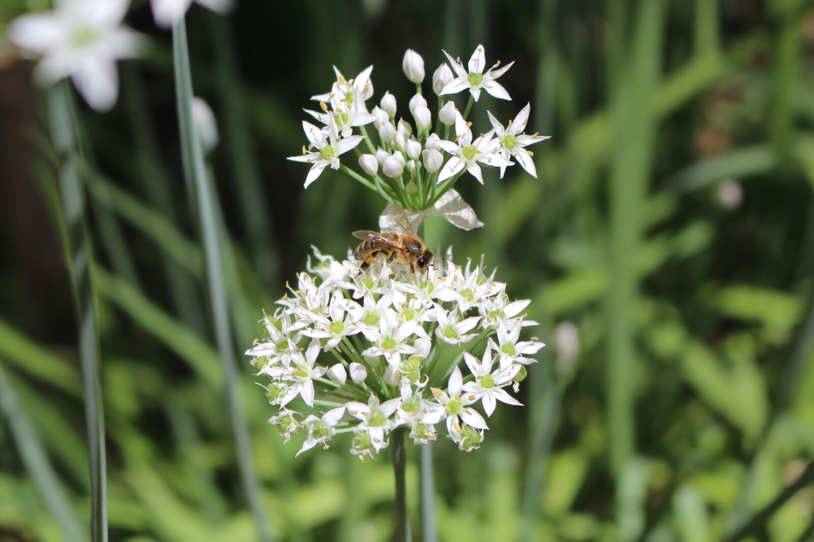 Canon EOS 700D (EOS Rebel T5i / EOS Kiss X7i) sample photo. Pollination, honeybee, garlic chives photography