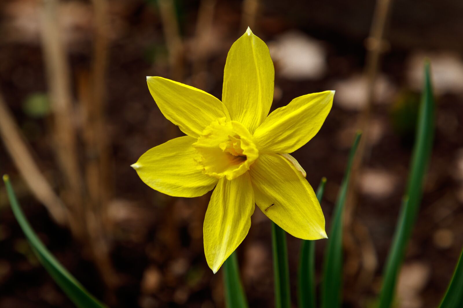 Canon EOS 80D + Canon EF 24-105mm F4L IS II USM sample photo. Narcissus, flower, spring photography