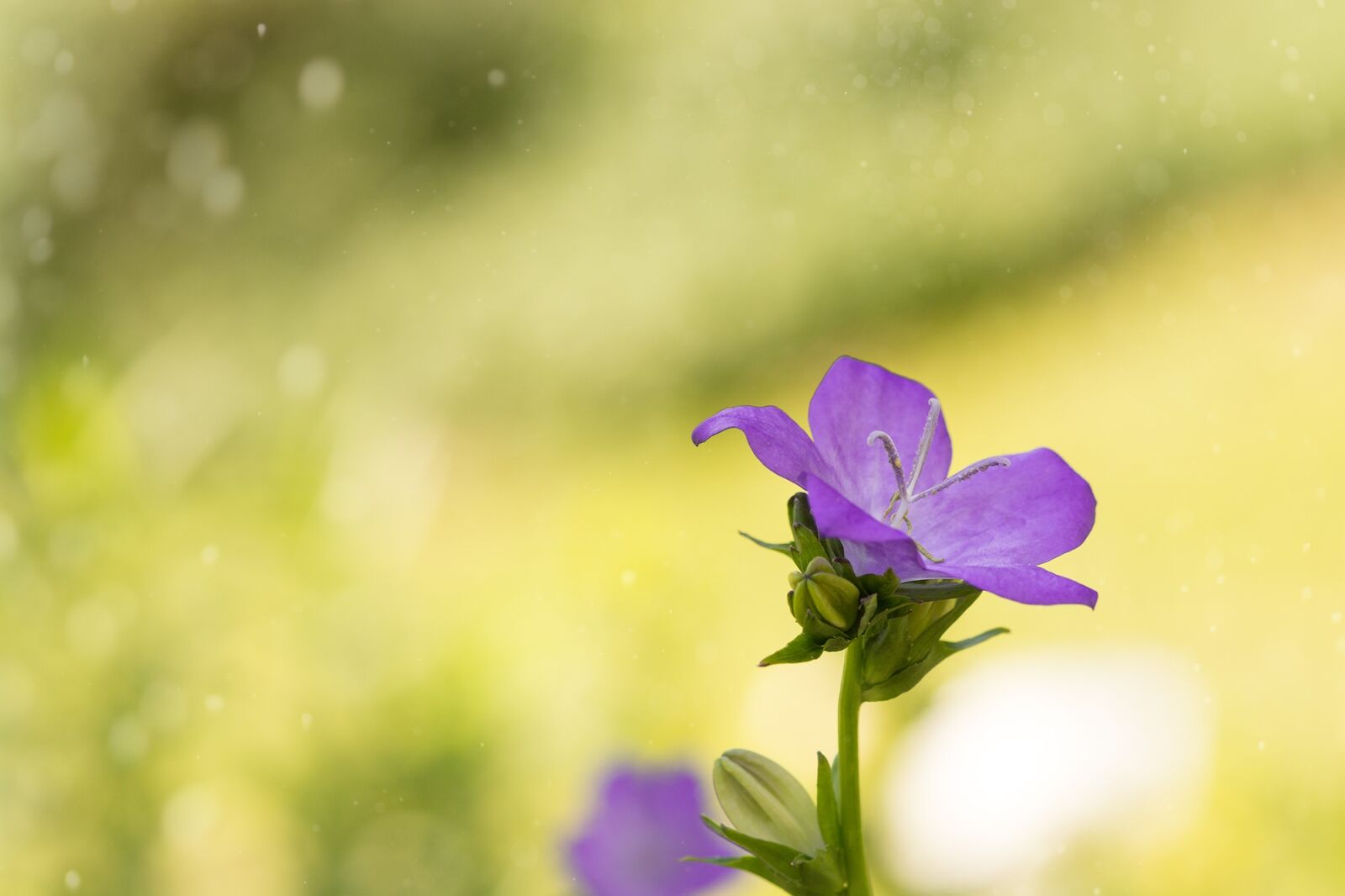 Nikon D7100 sample photo. Bellflower, purple, pink photography