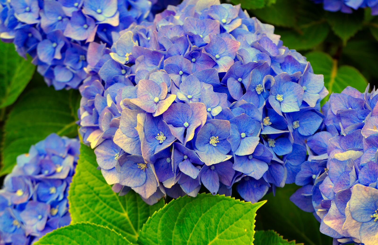 Sony a6400 sample photo. Hydrangeas, blue, blossom photography