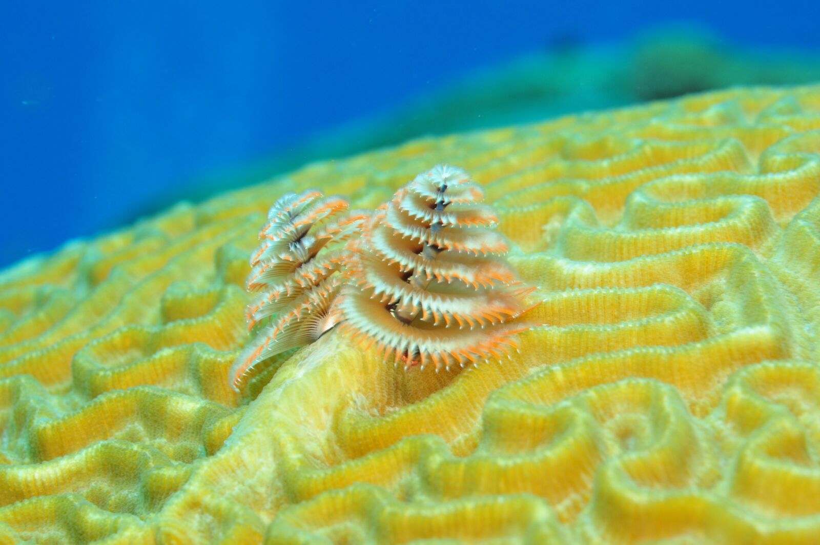Nikon D90 sample photo. Underwater, diving, reef photography