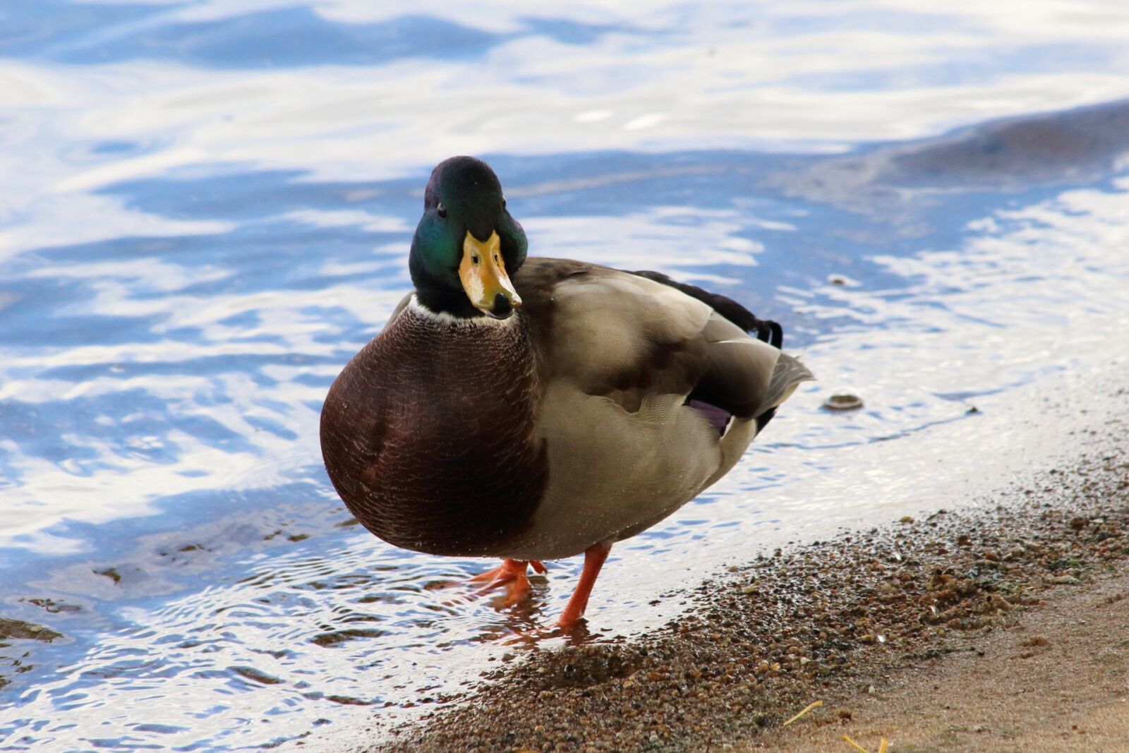 Canon EF 70-300mm F4-5.6 IS USM sample photo. Duck, bird, water photography