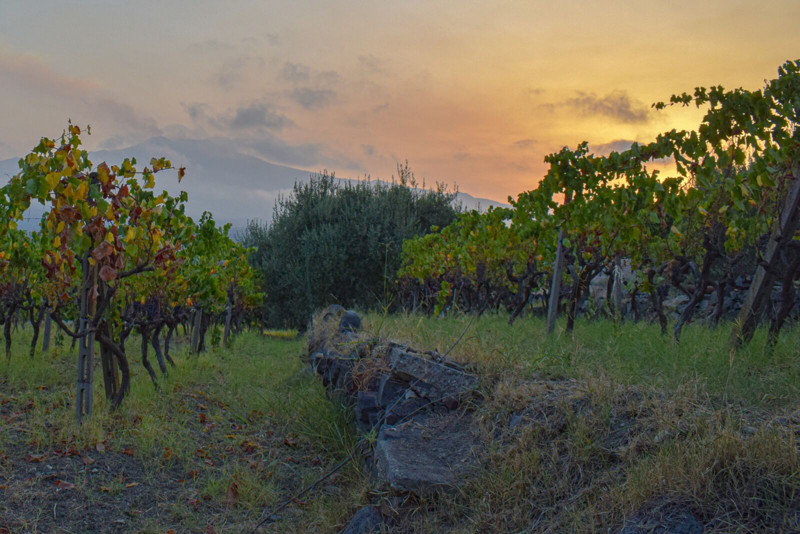 Nikon D5300 sample photo. Vineyard, sunset, etna photography