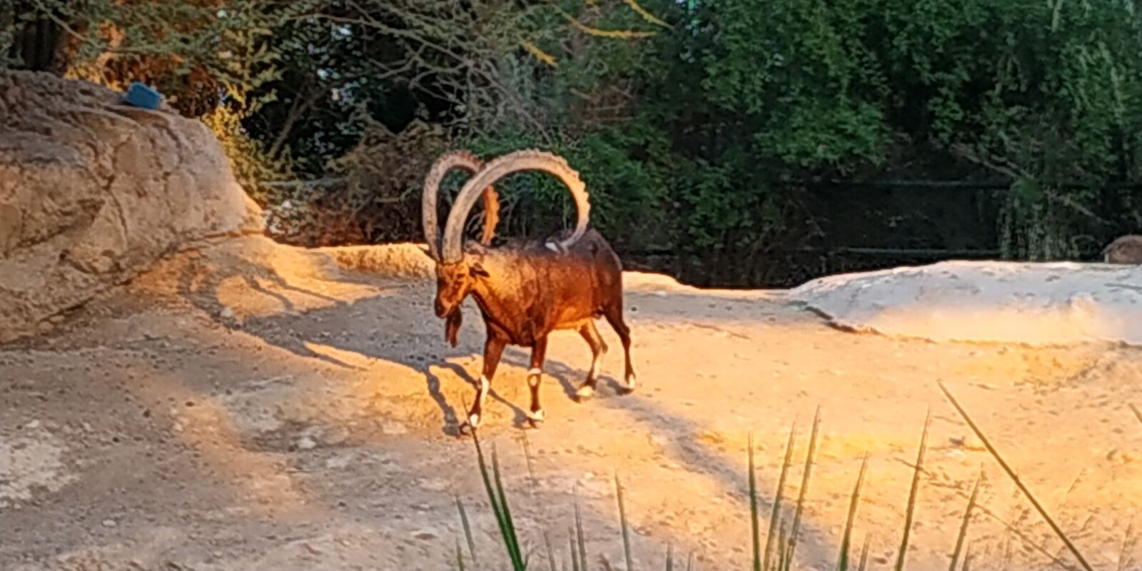 Xiaomi Redmi Note 5 sample photo. зоопарк, оаэ, абудаби photography