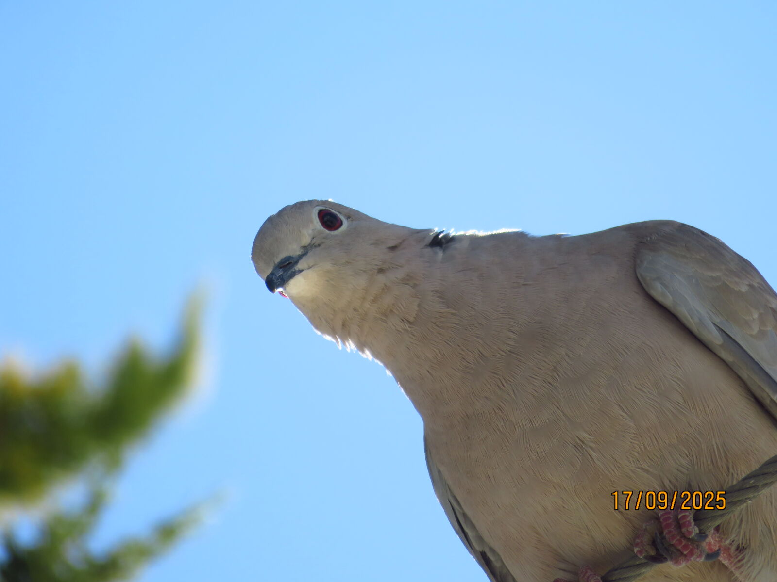 Canon PowerShot SX700 HS sample photo. The gentle observer photography