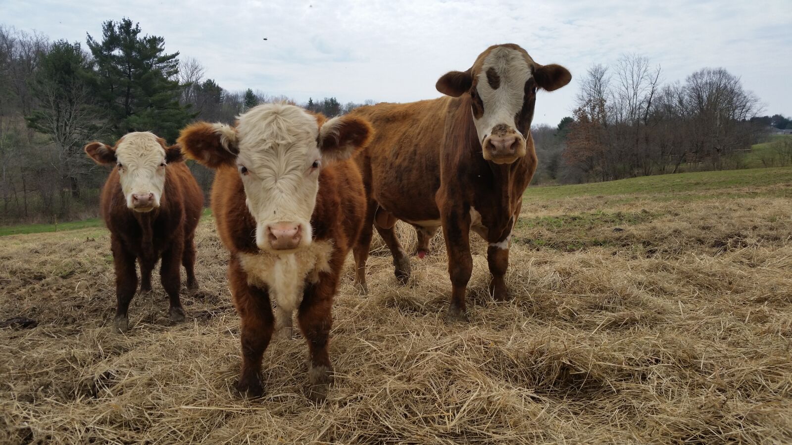 Samsung Galaxy S5 sample photo. Cow, cows, farm photography