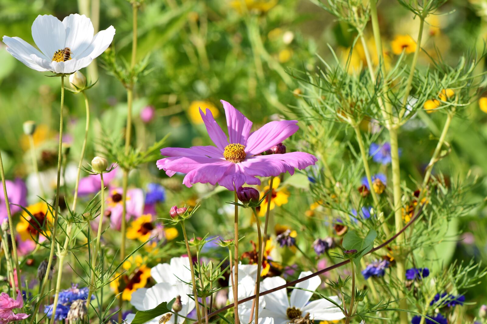Nikon D7200 sample photo. Flower meadow, flowers, wildflowers photography