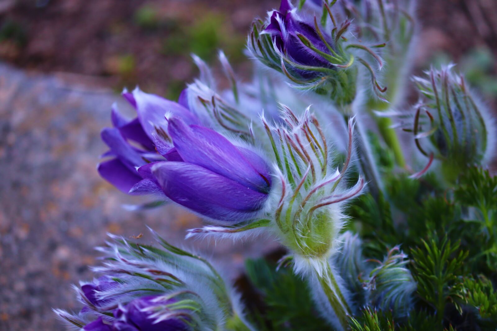 Canon EOS 200D (EOS Rebel SL2 / EOS Kiss X9) sample photo. Pasqueflower, pulsatilla vulgaris, pasque photography