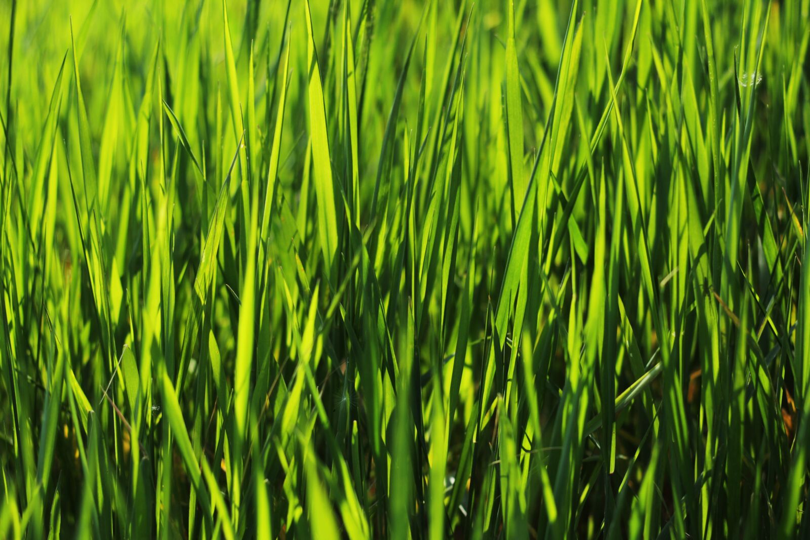 Canon EOS 600D (Rebel EOS T3i / EOS Kiss X5) sample photo. Grass, grass background, green photography