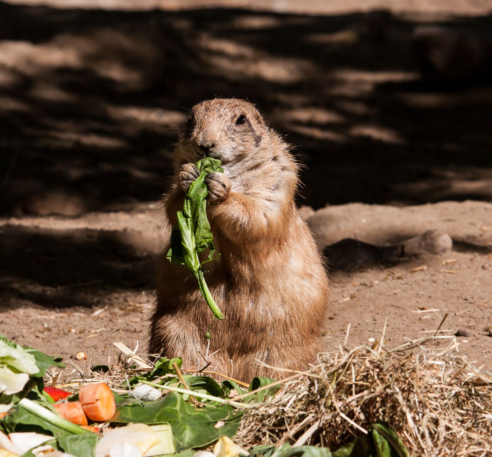 Canon EOS 50D sample photo. Prairie dog, animal, rodent photography