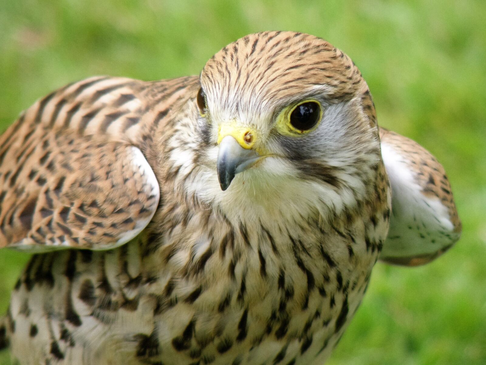 Olympus SP570UZ sample photo. Falcon, hawk, bird photography