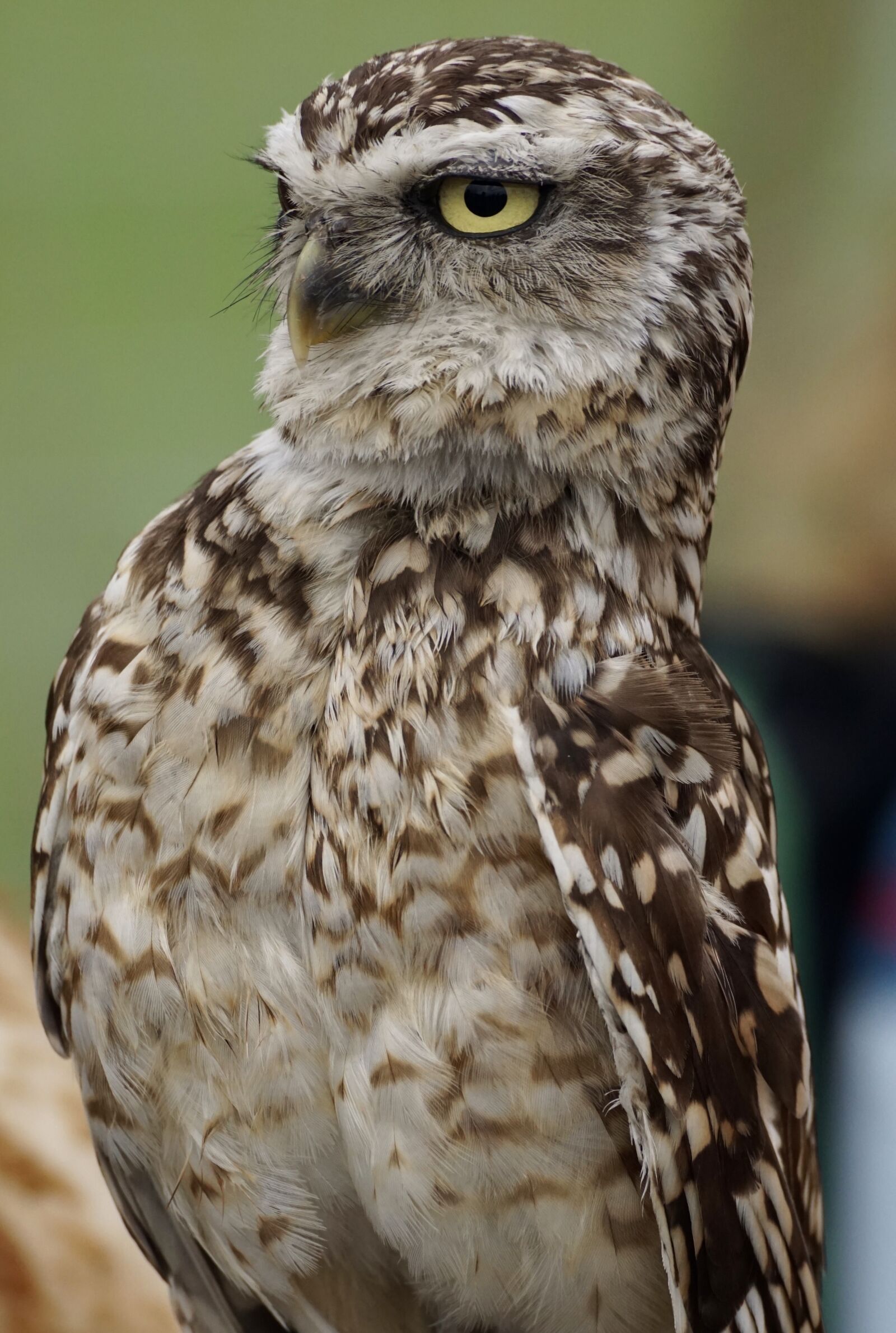 Sony DT 55-300mm F4.5-5.6 SAM sample photo. Burrowing, owl, little owl photography